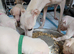 KC Registered Cream Italian Greyhound Puppies
