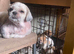 2 beautiful puppys