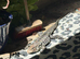 Tegu lizard
