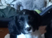 Companions / family pet's Ready to go