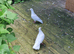 Homing pigeons £3
