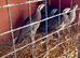 Red legged Partridge