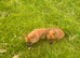 Jack Russell puppies