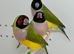 Female Gouldian finches for sale
