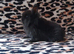 Two female baby bunnies