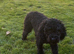 Black pure breed toy poodle