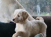 Lovely Labradoodle Puppies