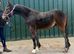 Lovely young quality foal with a big future