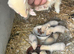 Lovely ferrets - Ready to go