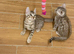 Cats