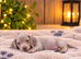 Strong and healthy and amazing variety of colours miniature dachshund puppies