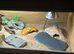 Leopard gecko and set up