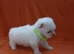 Korean maltese