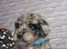 READY NOW! F1B Bordoodles (toy poodle)