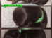 Imperial Shih Tzu Puppies