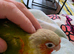 Handreared Conures! &pound;280 ono