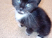 Kittens almost ready for their new homes