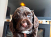 Cocker Spaniel Puppies