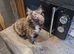Main Coon x Russian Blue Kittens