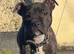 Staffy