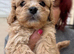 Gorgeous F1 Cavapoo Puppies