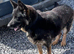 Kc registered German shepherd puppies