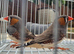 Zebra Finches