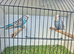 Pretty budgies available for new homes.