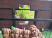 Stunning red F1 Cockapoo puppies
