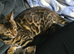 "NEED REHOMING Female bengal