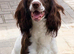 10 beautiful Sprocker spaniel puppies