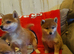 Shiba Inu puppy's