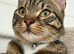 Young cat for sale to a good home!