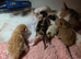 Adorable ragdoll x kittens