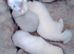 Albino ferrets