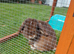 Rehoming 2 mini lops male and female