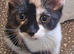 Multiple kittens available to go to their forever homes