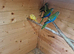 Elegant parrots