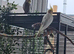 Unrelated male and female cockateils