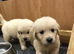 Golden retriever puppy’s