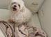 Maltipoo Puppies
