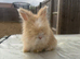Angora bunnies