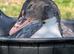 Blue Muscovy drake