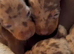 Delilah's Darling Dachshunds