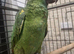 Hand Reared Baby Amazon Parrots