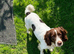 2 year old Springer