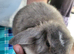 Beautiful Mini lop looking good a home