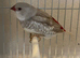 Finches