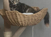 Kittens ready to find forever home