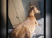 13th generation working lurcher pups